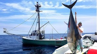 Una Pesca Leggendaria Tonni Giganti Con Larpione Haring