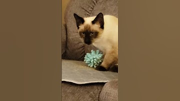 Getting stoned on catnip