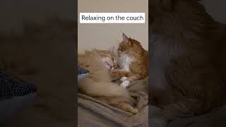 My Two Maine Cats Relaxing On The Couch