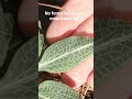 Downy Rattlesnake Plantain: learn all about this forest plant:click lower rt corner for full video!