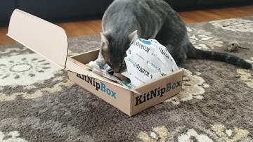 KitNip Box making cats feisty!