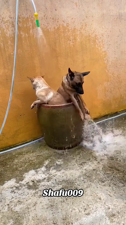 Dog Funny Moment 46 🤪 #dog #funny #shorts