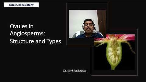Ovules in Angiosperms