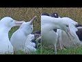 Royal Albatross~LGL comes home 😊 She&#39;s trying to nudge LGK off the nest  😁~4:33 pm 2023/12/30