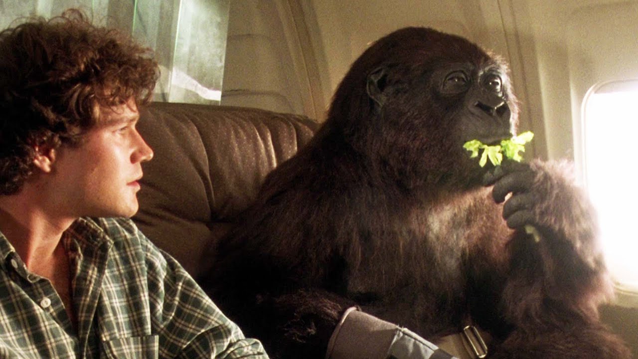 YMS Commentary: Congo