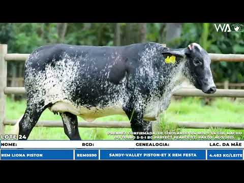 LOTE 24 - 9º LEILÃO GIR E GIROLANDO GENÉTICA ADITIVA 2023