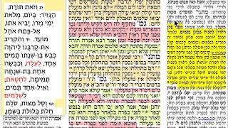 דף יומי מסכת מעילה דף יא Daf yomi Meilah daf 11 שמואל נבון