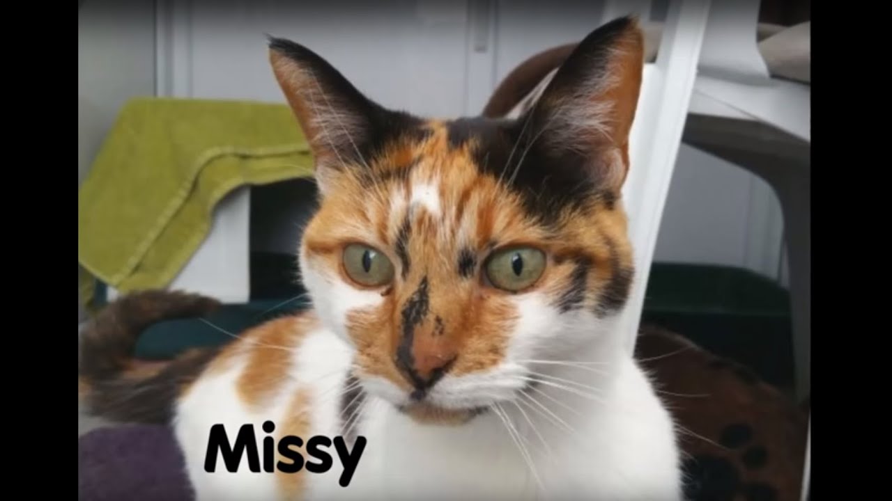 wood green weather Missy