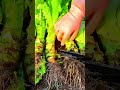 cutting off the dirty root bases of freshly harvested green celtuce stems using a large cleaver