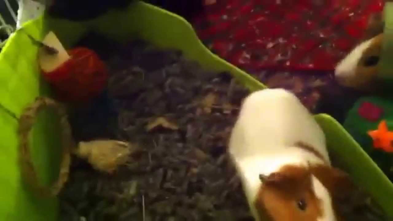 Fresh news paper bedding review