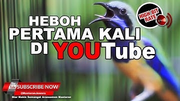 #1 🔴 Memang Ini Yang Dicari Para Pemain❗️Masteran Cucak Cungkok Isian Terbaik