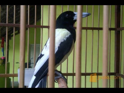33++ Suara burung jagal papua terupdate