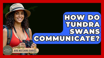 How Do Tundra Swans Communicate? - Bird Watching Diaries