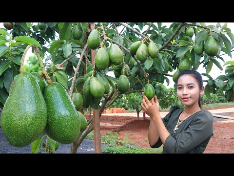 Harvest avocado in my homeland - Healthy