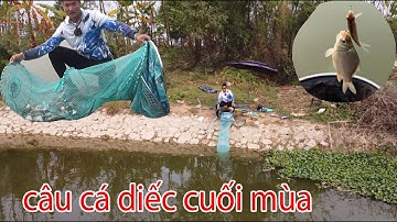 Câu Cá Diếc Cuối Mùa - Nhưng Cá Ăn Rất Là Mạnh - Và Cận Cảnh Nhịp Phao cá Diếc Ăn