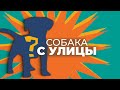 Все о собаках из приюта и подобранных с улицы 🐕 Чего ждать от взрослой собаки? 🐩 Опыт дрессировщика🐶