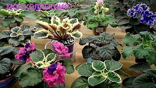 картинка: ПОДРАСТАЕТ МОЯ КОЛЛЕКЦИЯ ! ФИАЛКИ !