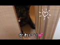 [猫]扉の向こうので遊ぶ猫が可愛い💕