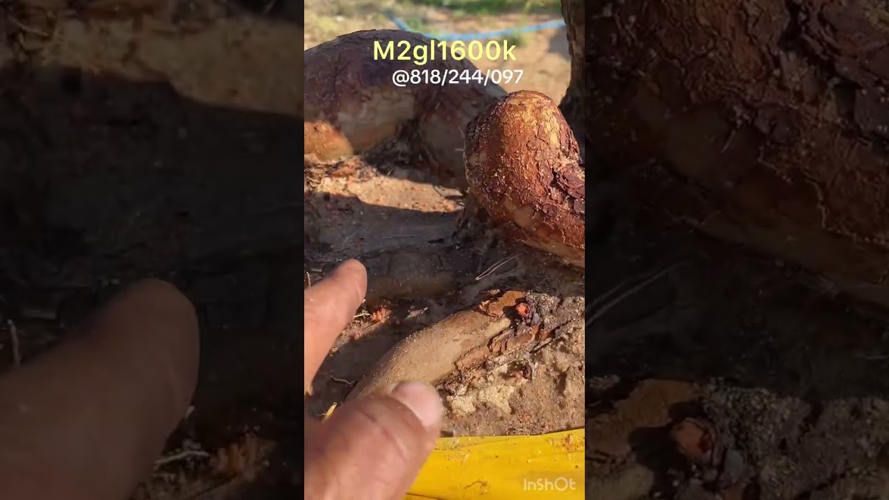 ngày 24 tháng 2, 2026