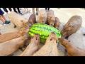 カピバラに101kgの超巨大スイカをあげてみた🍉 Capybara eat huge 101kg watermelon【ジャンボスイカタイム】