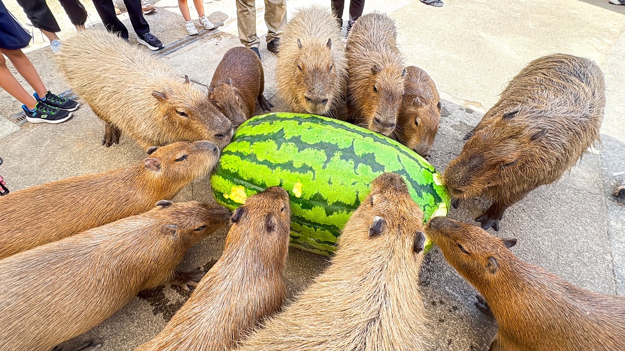 カピバラに101kgの超巨大スイカをあげてみた🍉 Capybara eat huge
