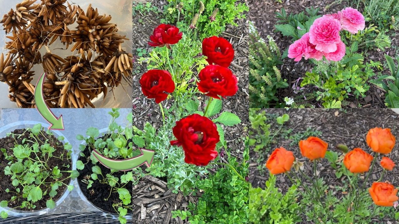 Выращивайте лютики в этом сезоне! Они вам ОЧЕНЬ понравятся!