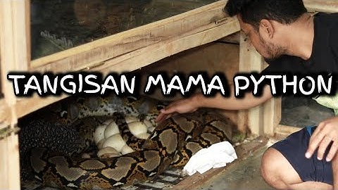 INDUK PYTHON INI MENANGIS SAAT TELURNYA PANJI AMBIL