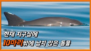 조만간 멸종이 될 수도 있는 