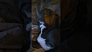 Download Lagu honey im home. Hero a comfy boy #love #dog #happy #soberlife #mentalhealth MP3