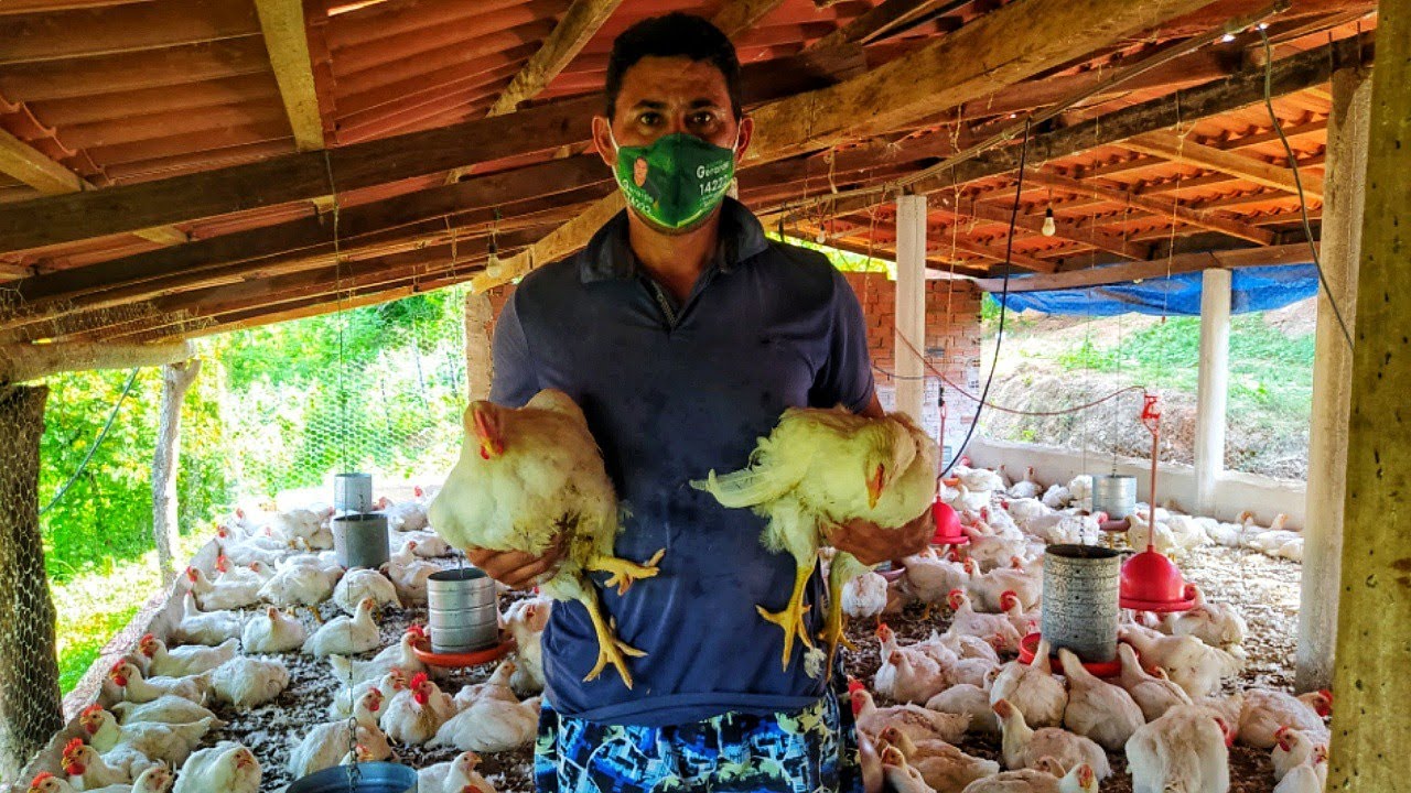 MOSTRANDO MEUS GALPOES DE FRANGO !