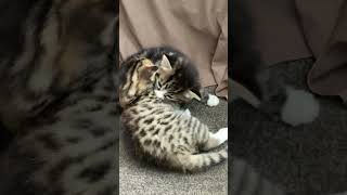 Sweet kittens play fighting roughly by Hakas, kittens and more 8 views 5 months ago 1 minute, 7 seconds