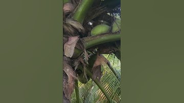 Chuột Làm Ổ Trên Cây Dừa/ NI NGUYỄN TV