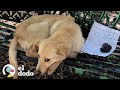 Perrito fue encontrado atado a una banca con la nota más triste | ¡Adóptame! | El Dodo