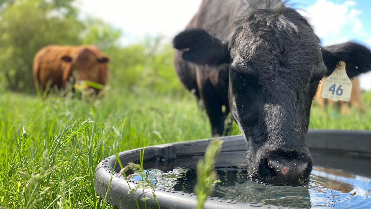 Getting water to livestock on a small scale Ranch. Part: 1 - YouTube
