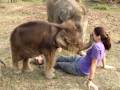 Baby Elephant Searches for Girl's Nose