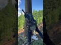 Lumberjack skunk 伐倒 #lumberjack #chainsaw #logger #logging #林業