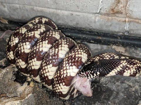 biteable Day 4- Feeding some of the Snakes and Breeding Plans