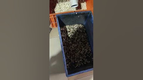 cashew sorting machine