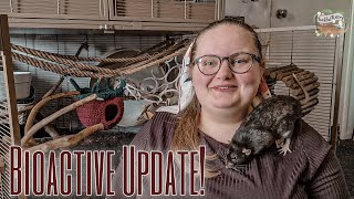 6 Month Update On My Bioactive Rat Cage!