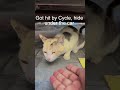 Heartbreaking Scene After Cycle Crash – Hiding Under Car | emotional cat
