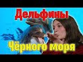 Всё о черноморских дельфинах | Происхождение, виды...