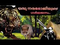 ഒരു നരഭോജിയുടെ ഗർജനം | Hunt for a Man Eater |real hunting Story| Malayalam| Tiger Attack |
