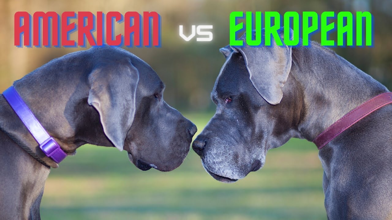 Are Male Or Female Great Danes Better?