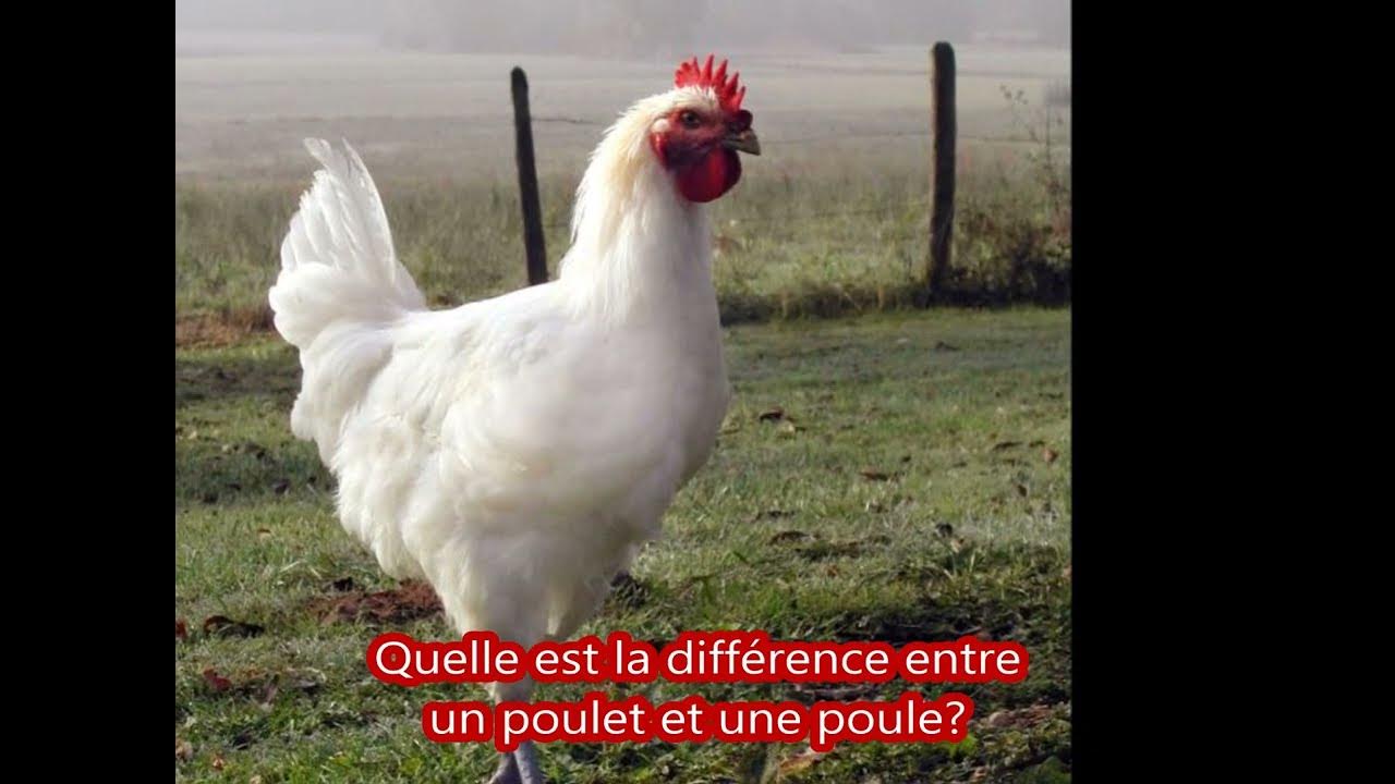 Quelle est la difference entre un poulet et une poule? YouTube