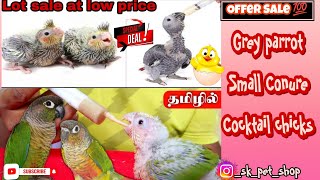 Hand feeding chicks for lot sale|Grey parrot|Small Conure|Cocktail chicks  at best price ...