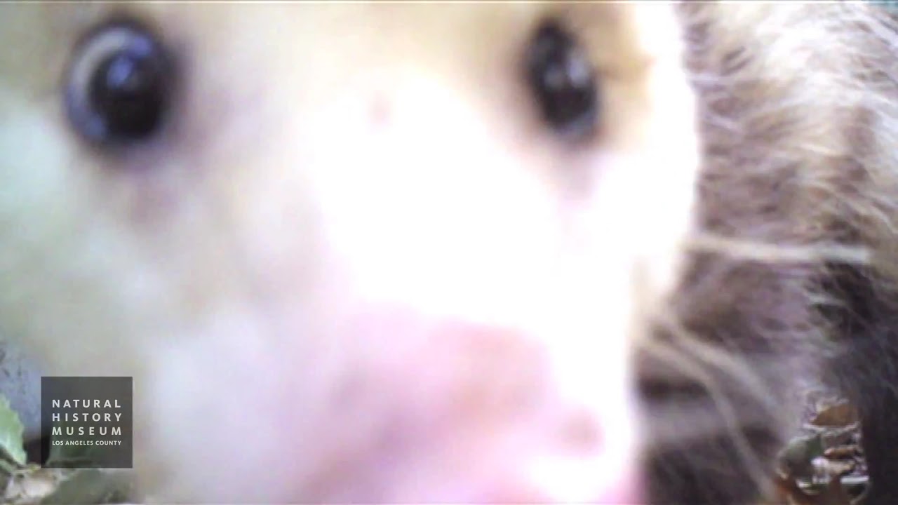 Possum Camera Opossum Sniffing Camera Trap Outside Den At NHMLA - YouTube