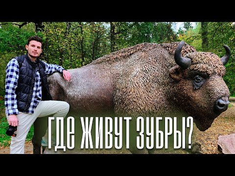 КАК ЖИВУТ ЗУБРЫ? Приокско-Террасный заповедник / А не пойти бы нам в музей?