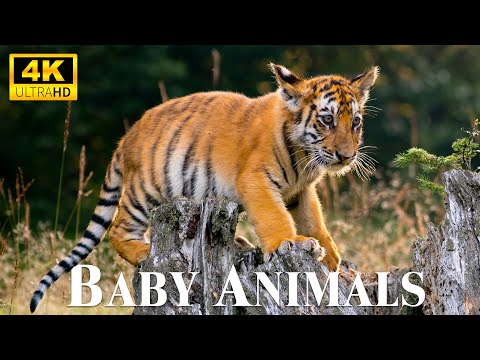 Cute Wild Animal Moments With Relaxing Music, Healing Music, Baby Animals 4K 60FPS