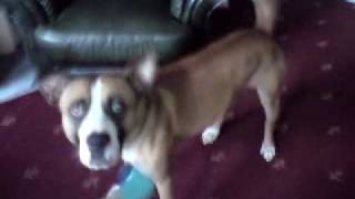 Rocco The Shar Peistaffie Cross