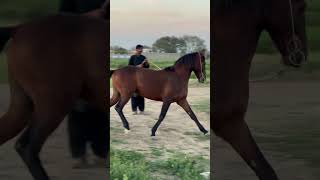 Ghora Sajan enjoying evening walk Chalbaz horse Nezabazi